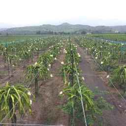 Pingale Dragon fruit Farm