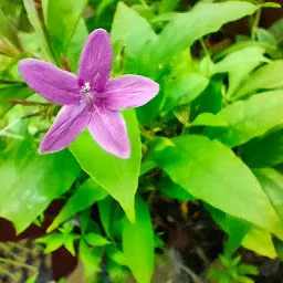 Plants and Nursery