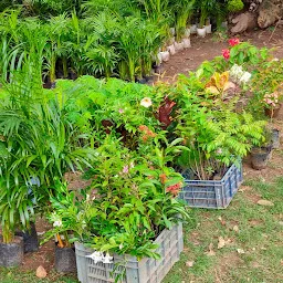 Plants and Nursery