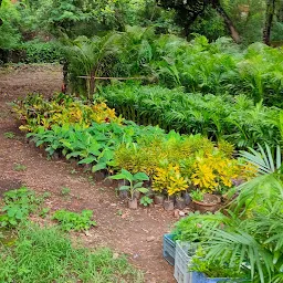 Plants and Nursery