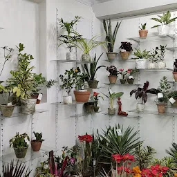 Plants and petals nursery