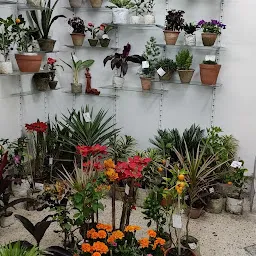 Plants and petals nursery