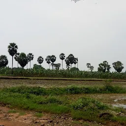 Poolpandi Arumaithai Agrofarm, விவசாயபண்னை Nellaiyapppuram