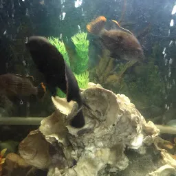 Pragati Aquarium