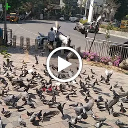 Pranarasnna pigeons spot