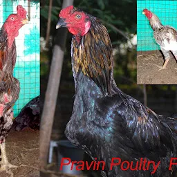 Pravin poultry farm