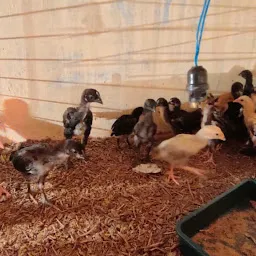 Pravin poultry farm