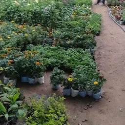 Prayag Nursery