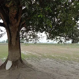 পথিক জনের ছাতা (আম গাছ)Mango Tree (KPP)