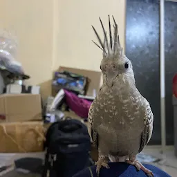 Pune Exotic Birds and Pets