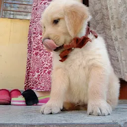 PUNJAB DOG KENNEL