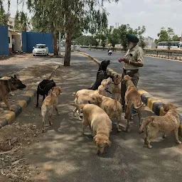 Punjab pets