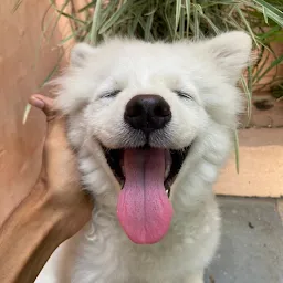 Puppy's Basket