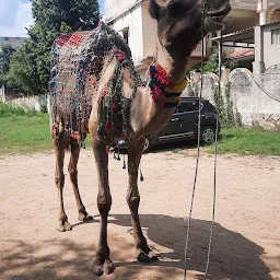 Pushkar Wala Camel Safari