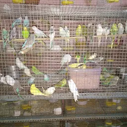 PVM BIRDS BREEDERS