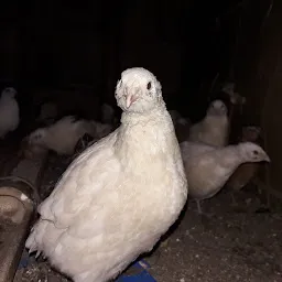 Quail Bird Farm