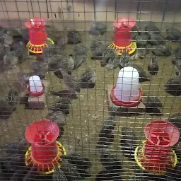 Quail Bird Farm