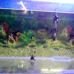 R Fish Aquarium Shop