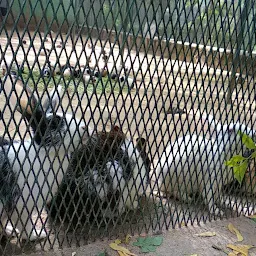 Rabbit Enclosure