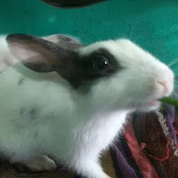 Rabbit Pet Home