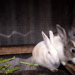 Rabbit pet shop
