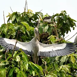 Raiganj (Kulik) Bird & Wildlife Sanctuary