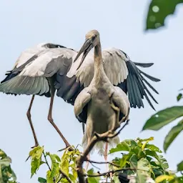 Raiganj (Kulik) Bird & Wildlife Sanctuary
