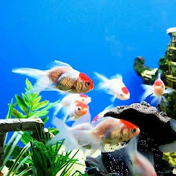 Rainbow Aquarium & Pets