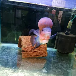 Rainbow Fish Aquarium