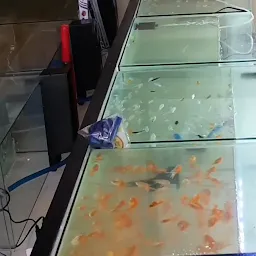Rainbow Fish World