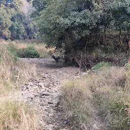 Rajaji Tiger Reserve,Jungle Safari by Rajaji Retreat