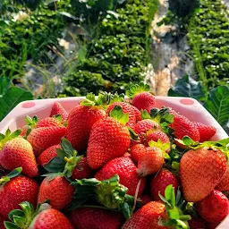 Rajdhani strawberry farm