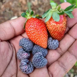 Rajdhani strawberry farm