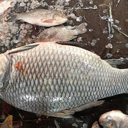 Raju fish