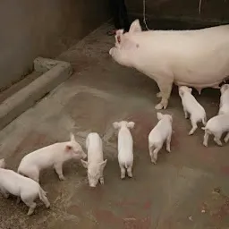 Ram kumar Pig farm