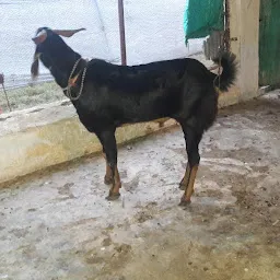 Ramhari Gaikwad, Mango farm