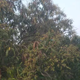 Ramhari Gaikwad, Mango farm