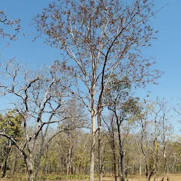 Ramna Forest - National Forest - Ghogra - Madhya Pradesh 