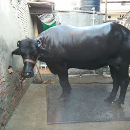 Rana Dairy Farm