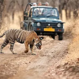 Ranthambhore ayush wildlife safari