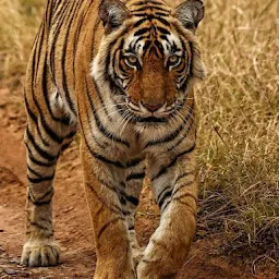 Ranthambhore Safari booking Roar N Wild