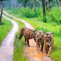 Ranthambore Forest Booking