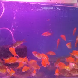 Rashwinth Aquarium