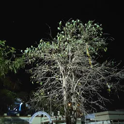 Ratlam Parrot Tree