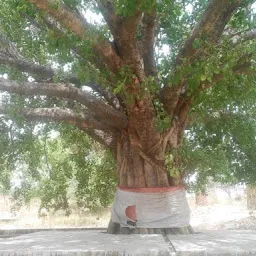 Ravidas Mandir With Peepel Tree