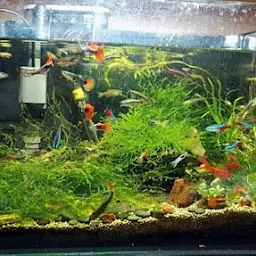 Rea fish aquarium