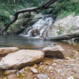 Rhododendron Trek