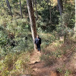 Rhododendron Trek