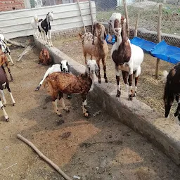 Rina Goat Farm