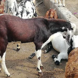 Rina Goat Farm
